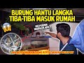 BURUNG HANTU LANGKA NYASAR! MASUK KE RUMAH PAS LAGI BERESIN KANDANG REPTIL! AUTO AMANKAN!