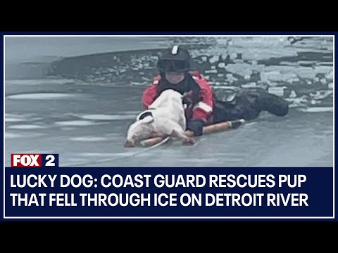 Videó: Pet Scoop: A parti őrség megmenti a labirintust a jeges tóból, a Baby Clydesdale-t, az Arizonát