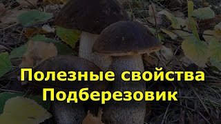 Полезные свойства  -  Подберезовик. Как выглядит подберезовик