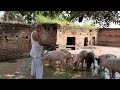 सूअर को भांग &#39;cannabis&#39; खिलाई 🤣🤣 | Pig Farming Video