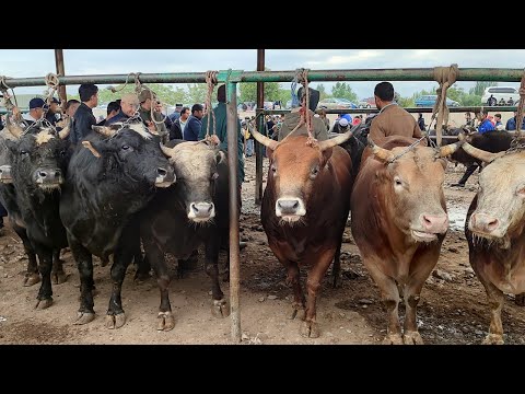 Видео: Мол Бозори Пахтаободба букахои Зур буромадай