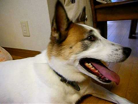 暑い犬 Youtube 暑い犬 Youtube