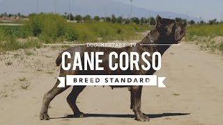 CANE CORSO BREED STANDARD