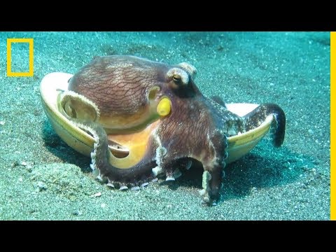 Videó: Hogyan esznek a kagylók?