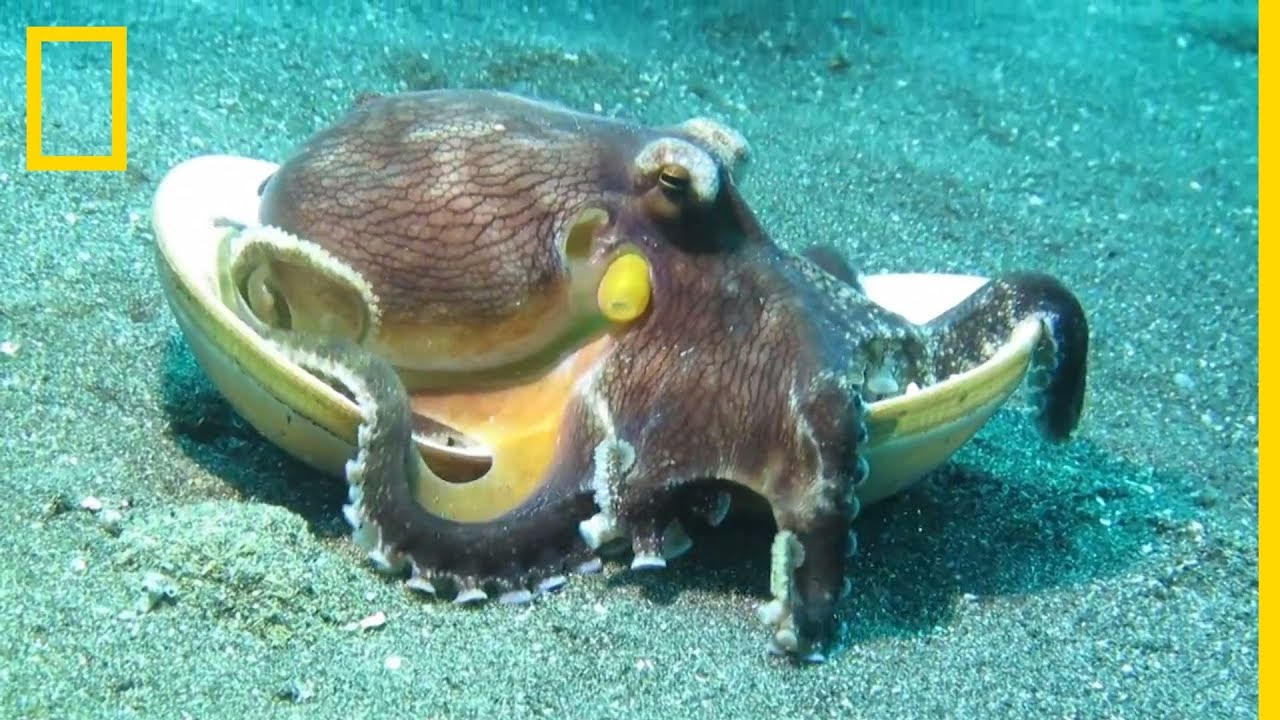 hogy néznek ki a kagylóférgek