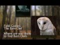 Where to find Barn Owls
