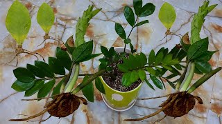 اكثار نبتة الزاميا بالاوراق والساق والعناية بها Zamioculcas zamiifolia