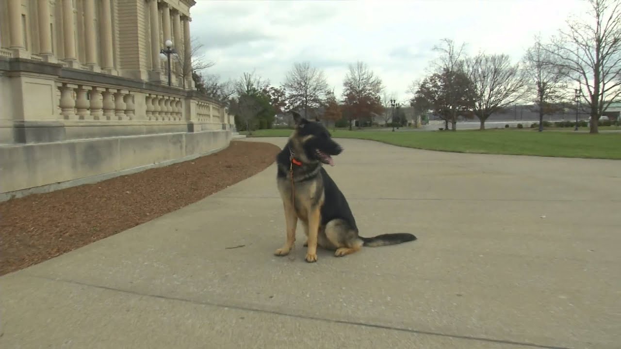 video phone beyonce mp3 19 Month Old German Shepherd Male