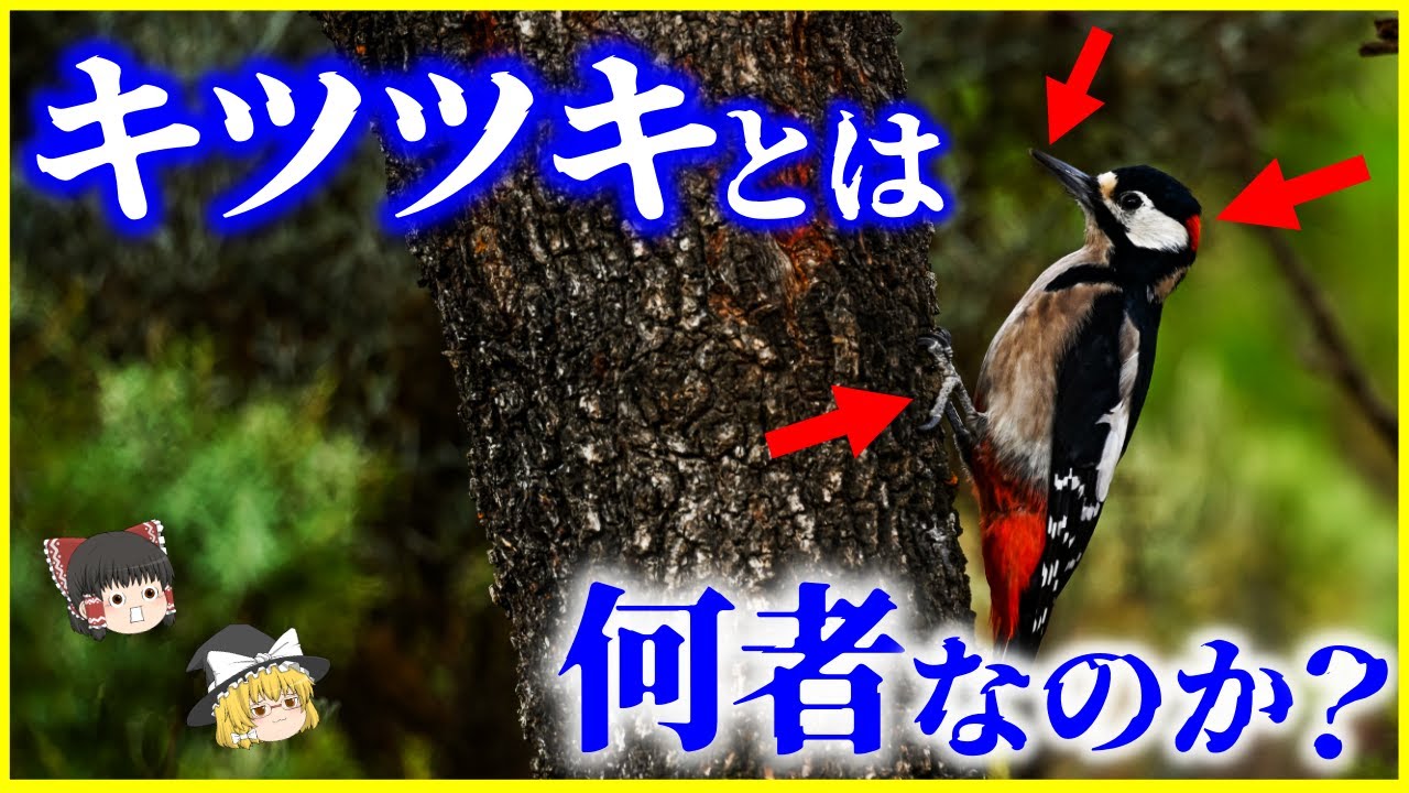 きつつきです 秒速20回、負荷1200Gのドラミング…⁉「キツツキ」とは何者なのか？を