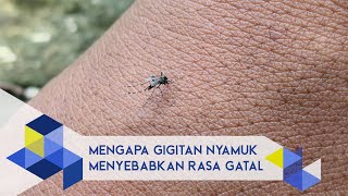 IPB Pedia: Mengapa Gigitan Nyamuk Menyebabkan Rasa Gatal?