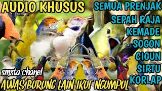 SUARA PIKAT KHUSUS BURUNG KECIL PILIHAN PALING JAHAT@smstachanel