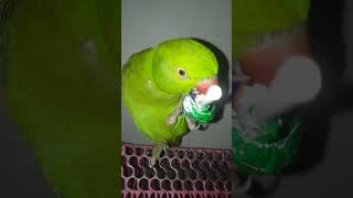 parrot video