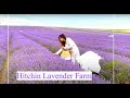 Lavender Fields London| Hitchin Lavender Farm| Day Trip