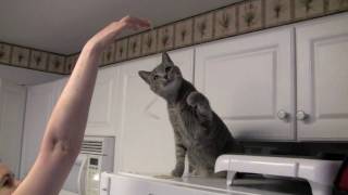 Kitties and pasta