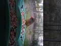 #northerncardinal #cardinal #birds #birdfy #chesapeake
