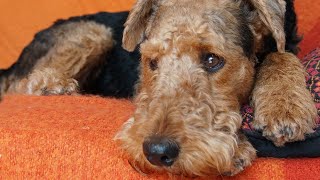 Airedale Terriers and Strangers: Understanding and Introducing Them