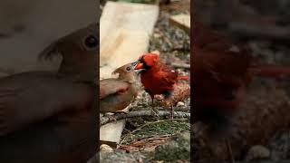 Download Lagu Momen Indah Induk Burung Meloloh Anaknya #music #animals #shortsfunds #tentanghewan #shortsvideo MP3 Download Lagu Momen Indah Induk Burung Meloloh Anaknya #music #animals #shortsfunds #tentanghewan #shortsvideo MP3