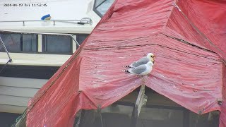 240419 seagulls, oil accident