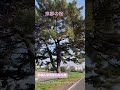 京都の桜 穴場桜スポット Kyoto Travel Japanvlog Kyototrip Cherryblossom 京都の桜 穴場桜スポット Kyoto Travel Japanvlog Kyototrip Cherryblossom