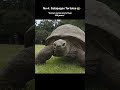 The longest-living animals ever ⌛