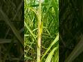 Pokkah Boeng Disease of Sugarcane #disease #farming #plants #sugarcane #nature #sitapur#agriculture