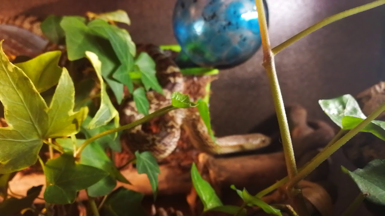camera iphone 8 plus apk Pituophis melanoleucus mugitus