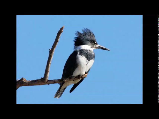 Belted Kingfisher - Sound, Call, Song, Voice, And Other Noises