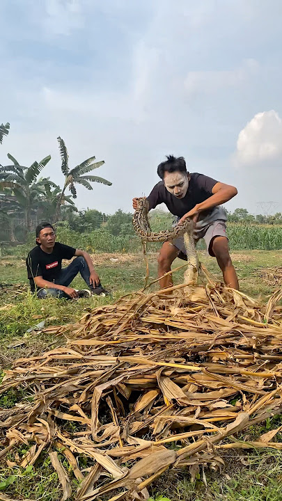 Cemong Gets Fooled by Buncul! His Reaction Will Make You Laugh 🤣 #shortsfeed #shortvideo #shorts ...