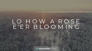 Lo, How A Rose E’er Blooming | Christmas Lyric Video | Reawaken Hymns