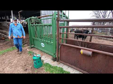 raising bull calves raising bull calves