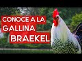 Gallinas Braekel 🐔 Raza de gallina monja de cuello blanco y cuerpo gris