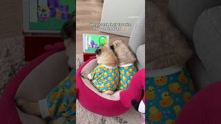 All is right in the world when they watch their favorite show together ✨ #pug #dog #ipad