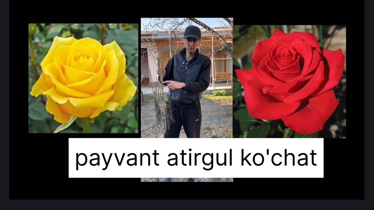 sifatli va ishonchli atirgul ko'chat 97 0309944 ✅ optom va donaga