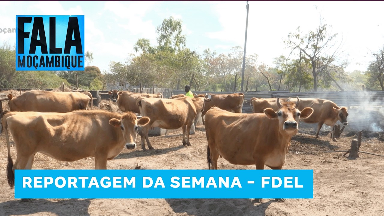 FDEL impulsiona auto-emprego e reacende esperança na Província de Maputo @MiramarNews