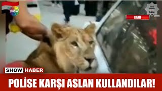 Polise karşı aslan kullandılar! Resimi