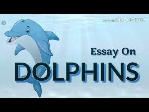 essay about dolphin