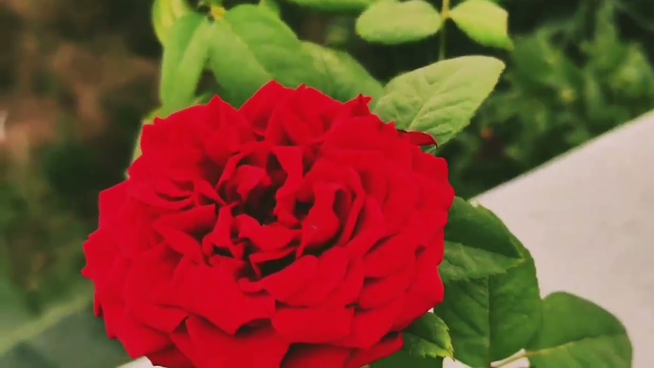 Pleasent Afternoon 🌼🌺🌹🌷🌼 Soothing 🌞☁️🌤️⛅