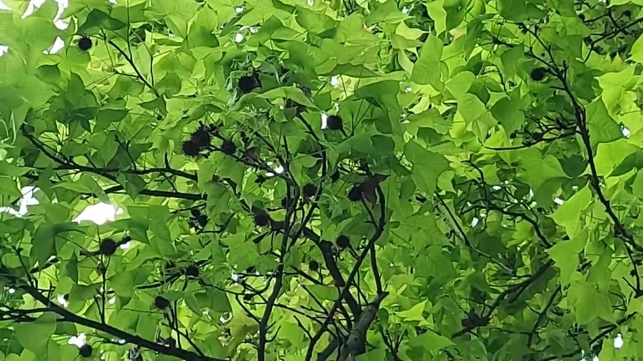 20220305 Chater Garden, Central Liquidambar formosana