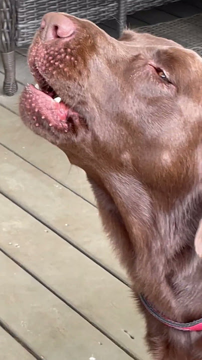 Awoooooo
