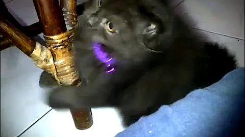 Video 10307441: persian cat playing black, cat enjoy playing, cat living