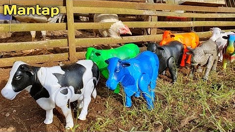 MENEMUKAN SAPI LUCU, SAPI WARNA WARNI, SAPI MOO, SAPI POTONG, SAPI KURBAN, SAPI LIMOSIN, KERBAU LUCU