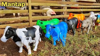 FINDING CUTE COWS, COLORFUL COWS, MOO COWS, BEEF COWS, SACRIFICIAL COWS, LIMOSIN COWS, CUTE BUFFALO