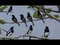 Mengintip Aksi Kicauan Burung Poci Kacer Ngeplong Di Alam Liar Mp3 - Mp4 Download