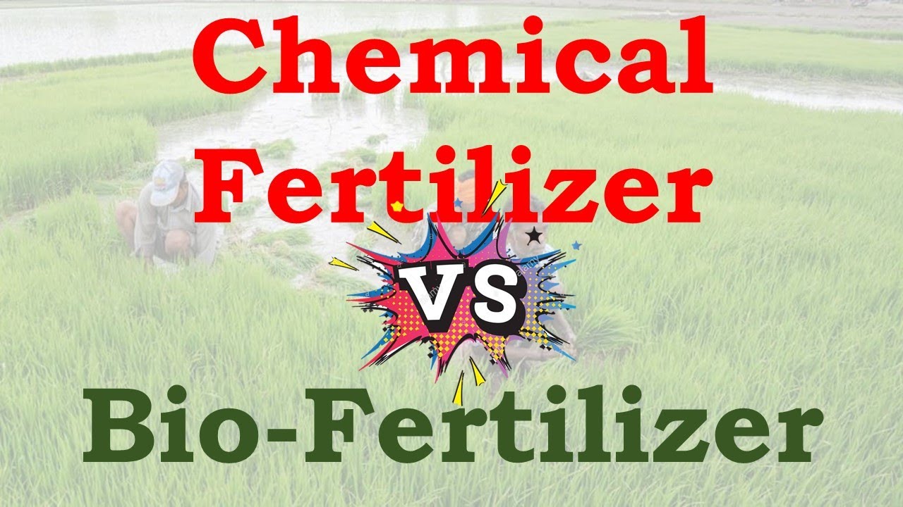 Difference Between Chemical Fertlizer Biofertilizer Biofertilizer Difference Between Chemical Fertlizer Biofertilizer Biofertilizer