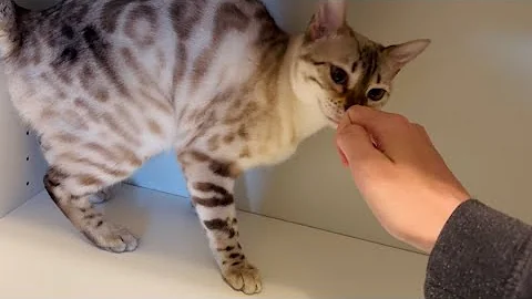 Video 4219471: home bengal cats, cats meowing purring, kitty meow, best meow, cat facts, cat playing