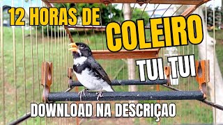 💣 O MAIS COMPLETO! Encarte COLEIRO TUI TUI 12 HORAS para Fogo c/ Canto e Piado de Fêmea