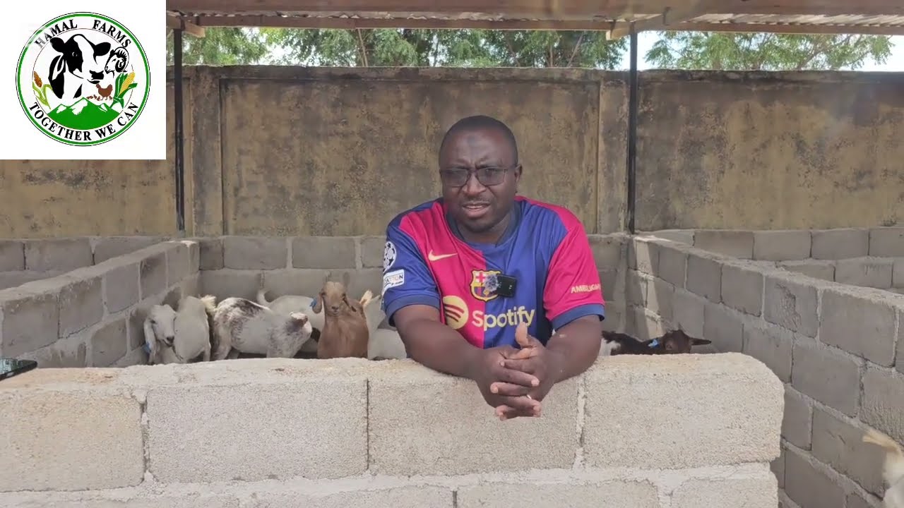 Où avoir des animaux de qualité pour son elevage? +237654823814