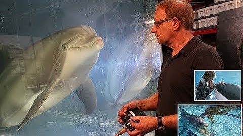 ✅  Life-like robotic dolphin could replace marine animals in captivity