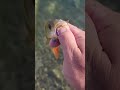 микроджиг #рыбалка #окунь #микроджиг #fishing #поймалотпусти #perch