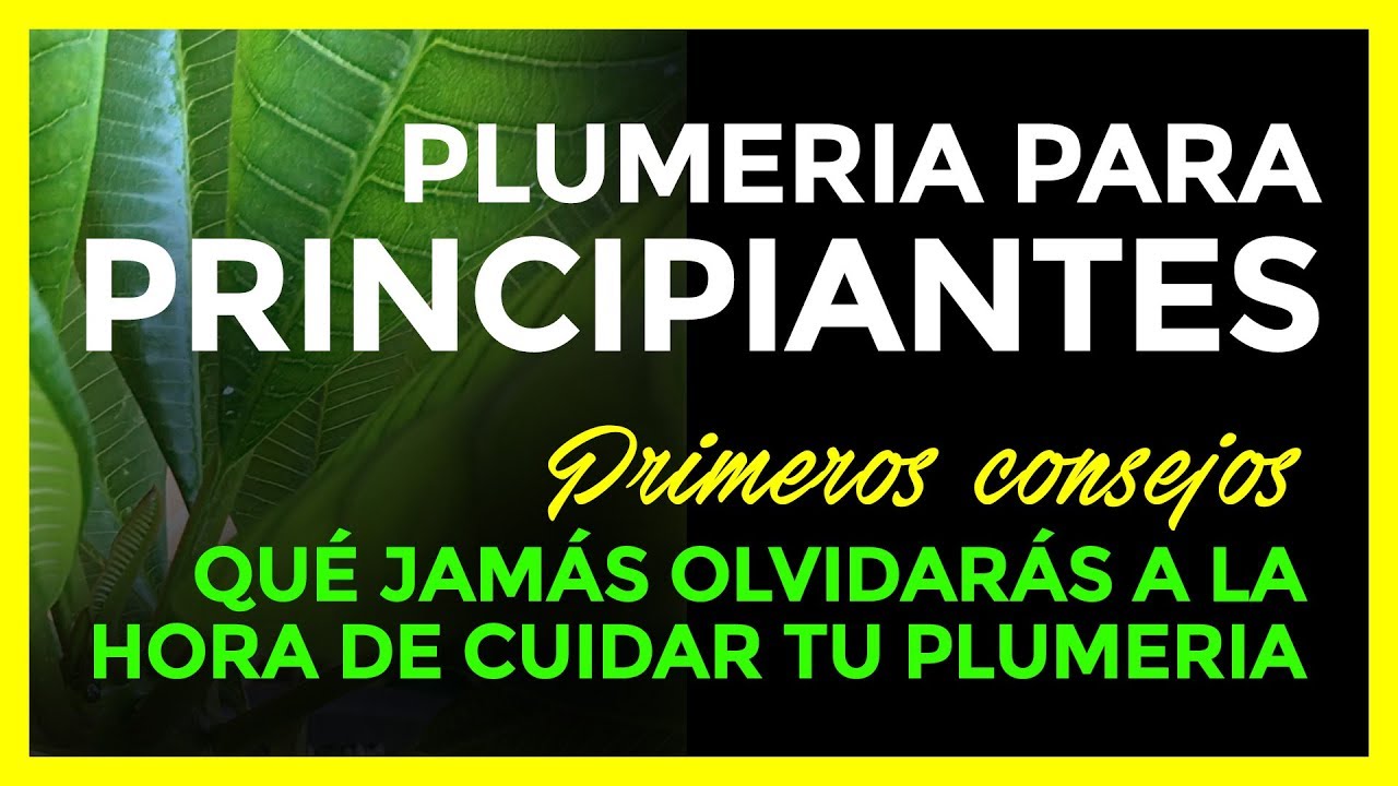 PLUMERIAS (Frangipani) para PRINCIPIANTES - 🌱PRIMEROS CUIDADOS 🌱😃